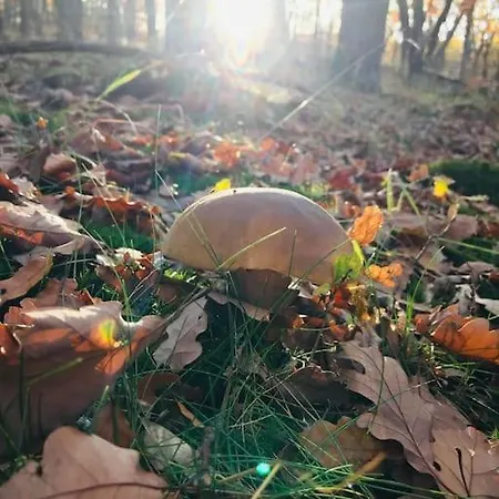 Am Harz Appartement *